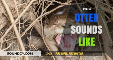 Discover the Unique Vocalizations: What Does an Otter Sound Like?