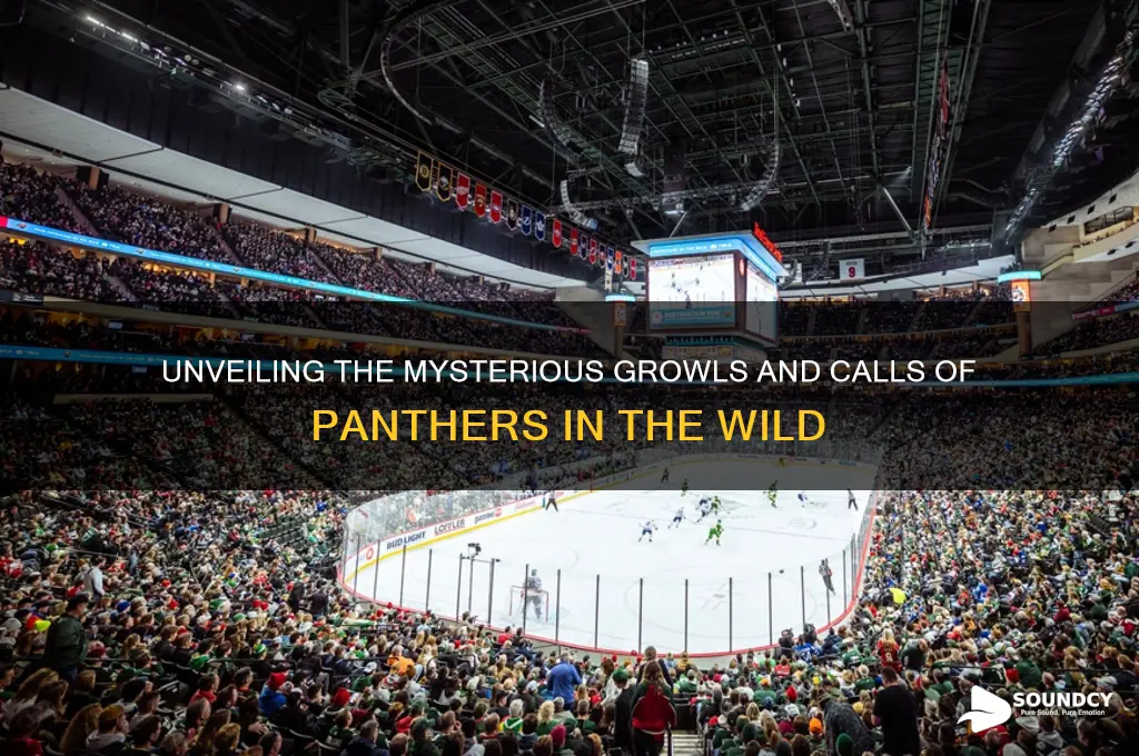 what a panther sounds like
