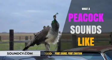 Unveiling the Unique Calls: What a Peacock Sounds Like
