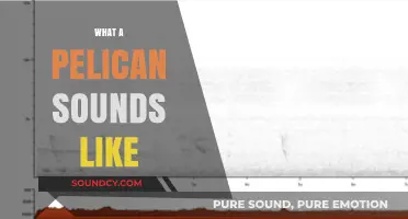 Unveiling the Unique Vocalizations: What Does a Pelican Sound Like?