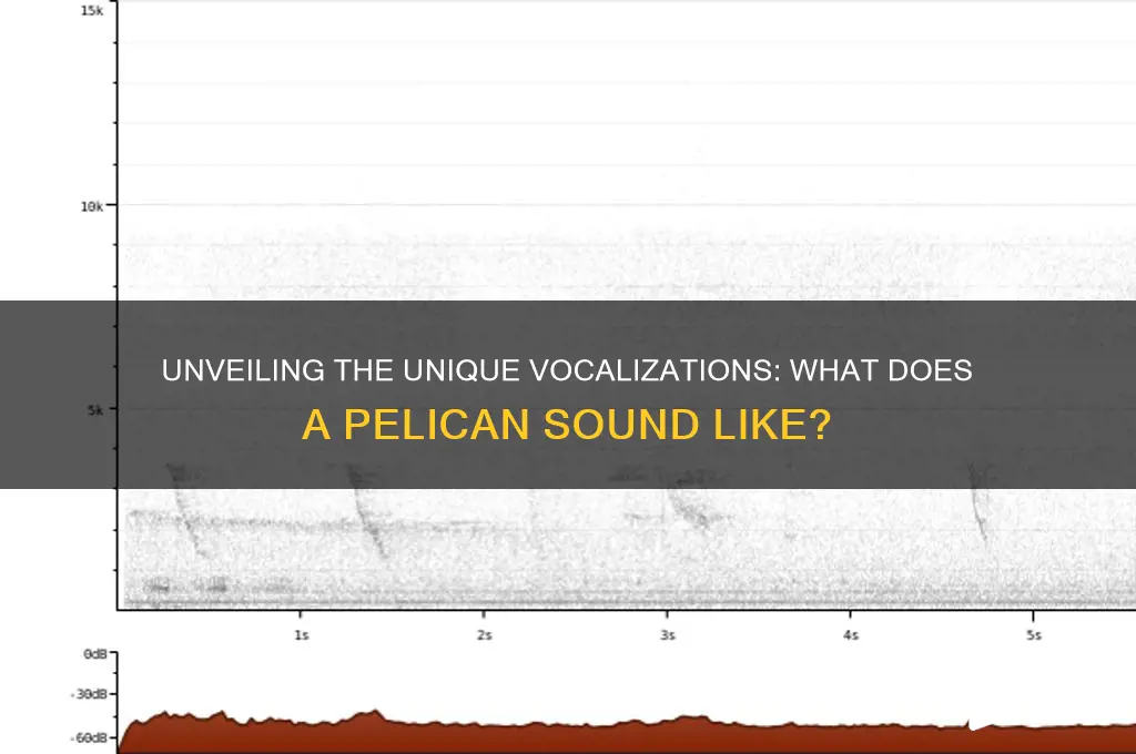 what a pelican sounds like