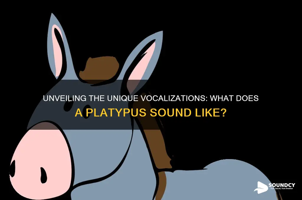 what a platypus sounds like