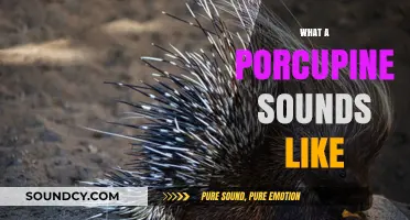 Unveiling the Unique Vocalizations: What a Porcupine Sounds Like