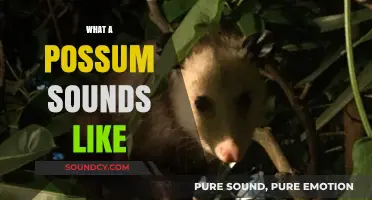 Unveiling the Mysterious Noises: What Does a Possum Sound Like?