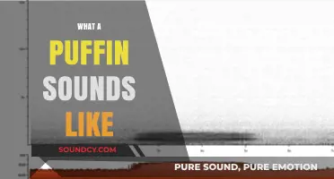 Discover the Unique and Surprising Sounds of Atlantic Puffins
