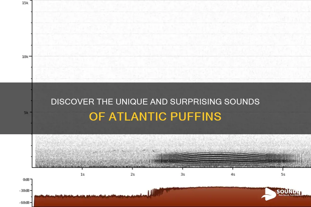 what a puffin sounds like