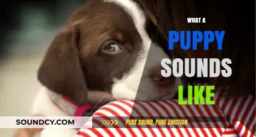 Understanding the Adorable Noises: What a Puppy Sounds Like