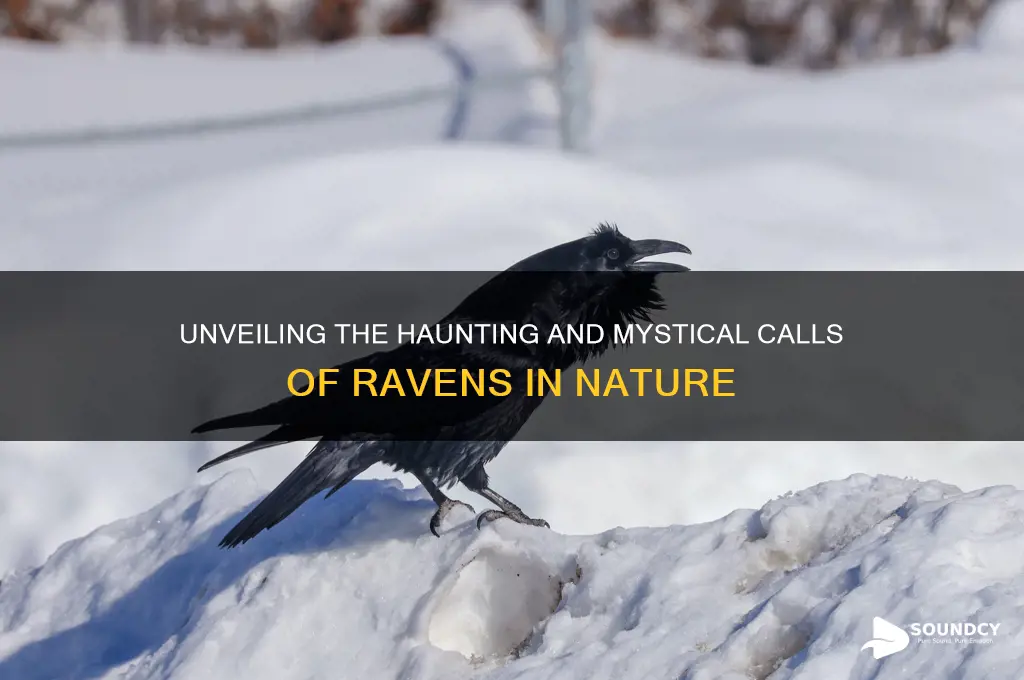 what a raven sounds like
