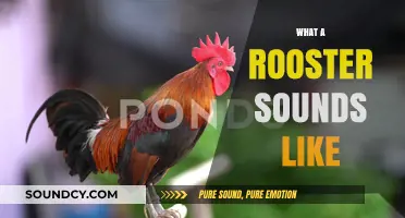 The Distinctive Crow of a Rooster: Unraveling Its Unique Sound