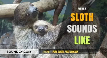 Unveiling the Surprising Sounds of Sloths: A Unique Vocal Exploration