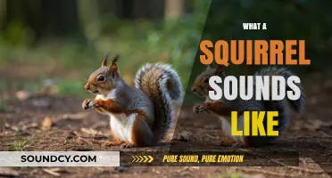 Uncovering the Unique Vocalizations: What Does a Squirrel Sound Like?