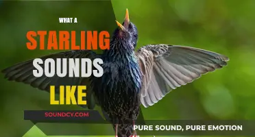Exploring the Unique and Varied Sounds of a Starling's Song