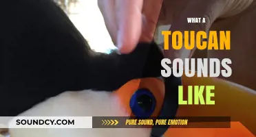 Discover the Unique and Surprising Sounds of a Toucan