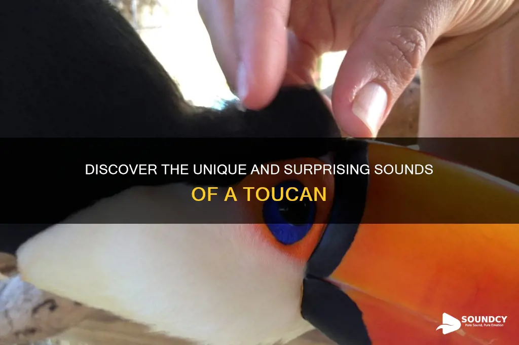 what a toucan sounds like