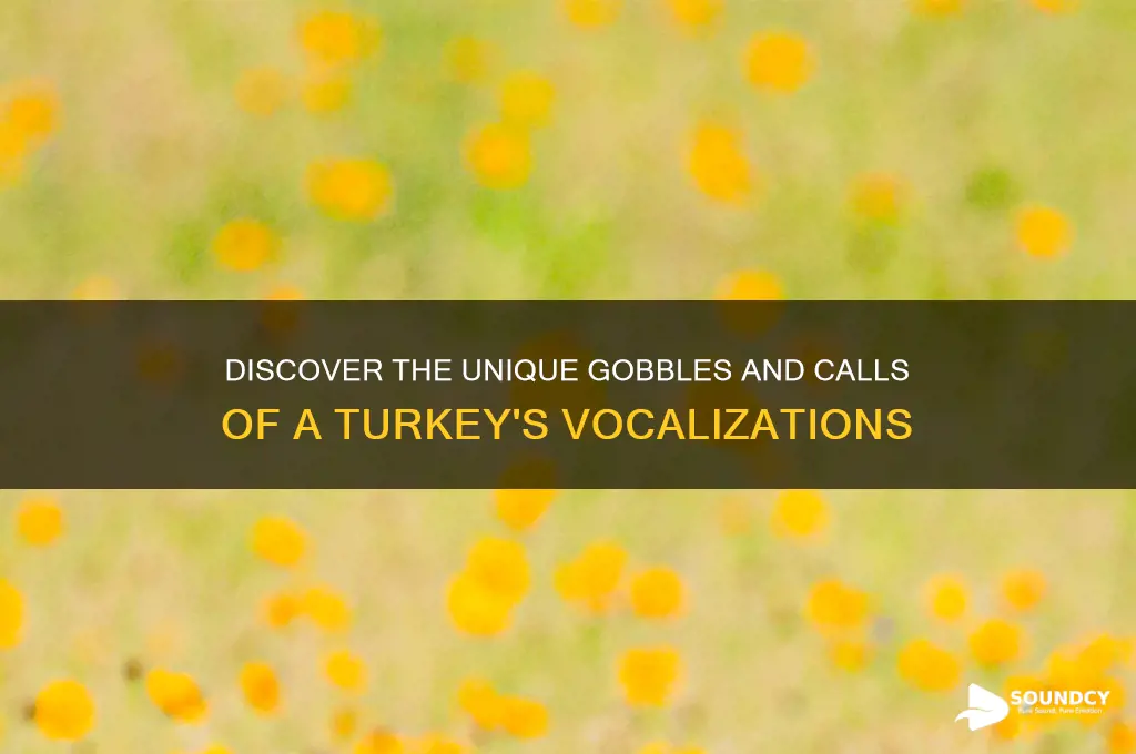 what a turkey sound like