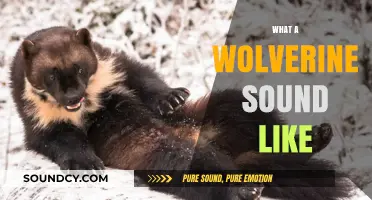 Unveiling the Fierce Growls: What Does a Wolverine Sound Like?