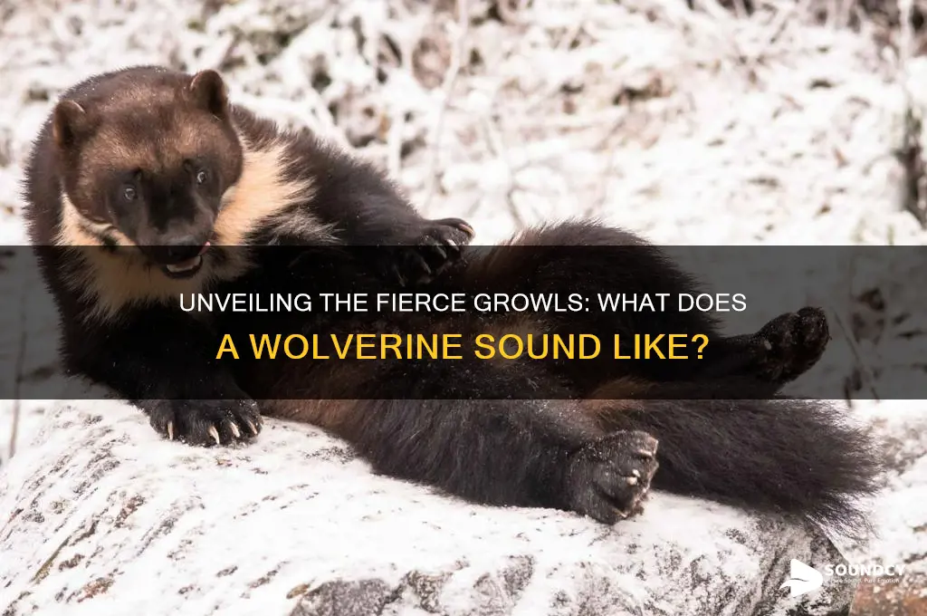 what a wolverine sound like