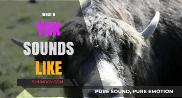 Unveiling the Unique Vocalizations: What Does a Yak Sound Like?