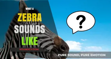 Unveiling the Unique Vocalizations: What Does a Zebra Sound Like?