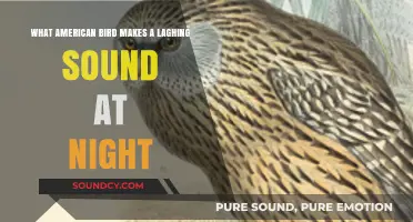 The Mysterious Nighttime Laughter: Unveiling America's Unique Bird