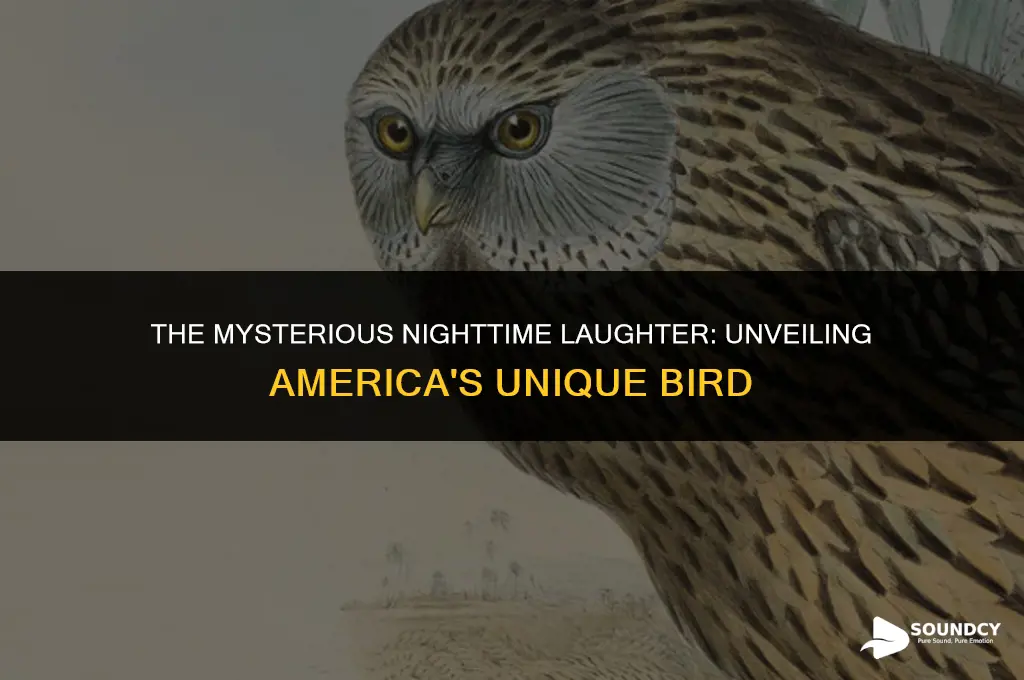what american bird makes a laghing sound at night