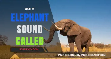 Unveiling the Majestic Trumpet: What an Elephant's Sound is Called