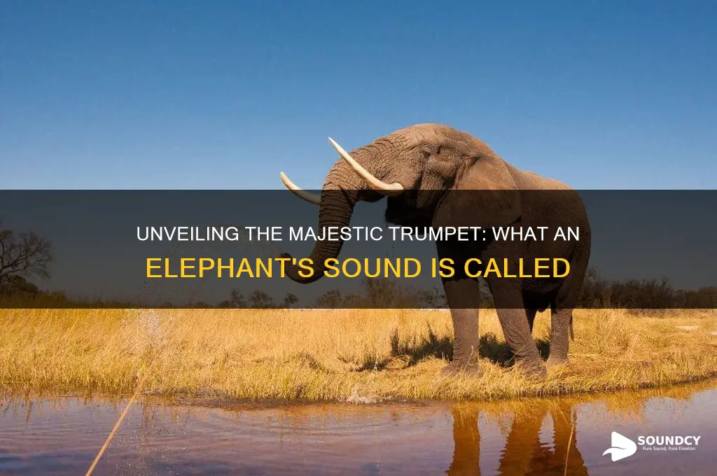 what an elephant sound called