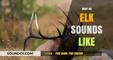 Unveiling the Majestic Elk's Unique Vocalizations and Calls in the Wild