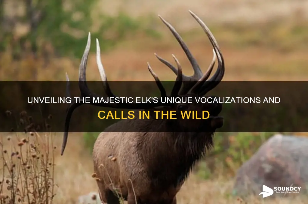 what an elk sounds like