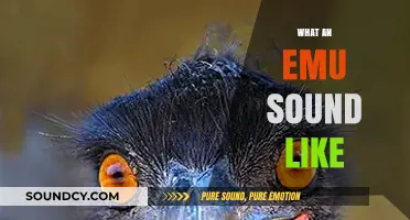 Unveiling the Unique Vocalizations: What Does an Emu Sound Like?