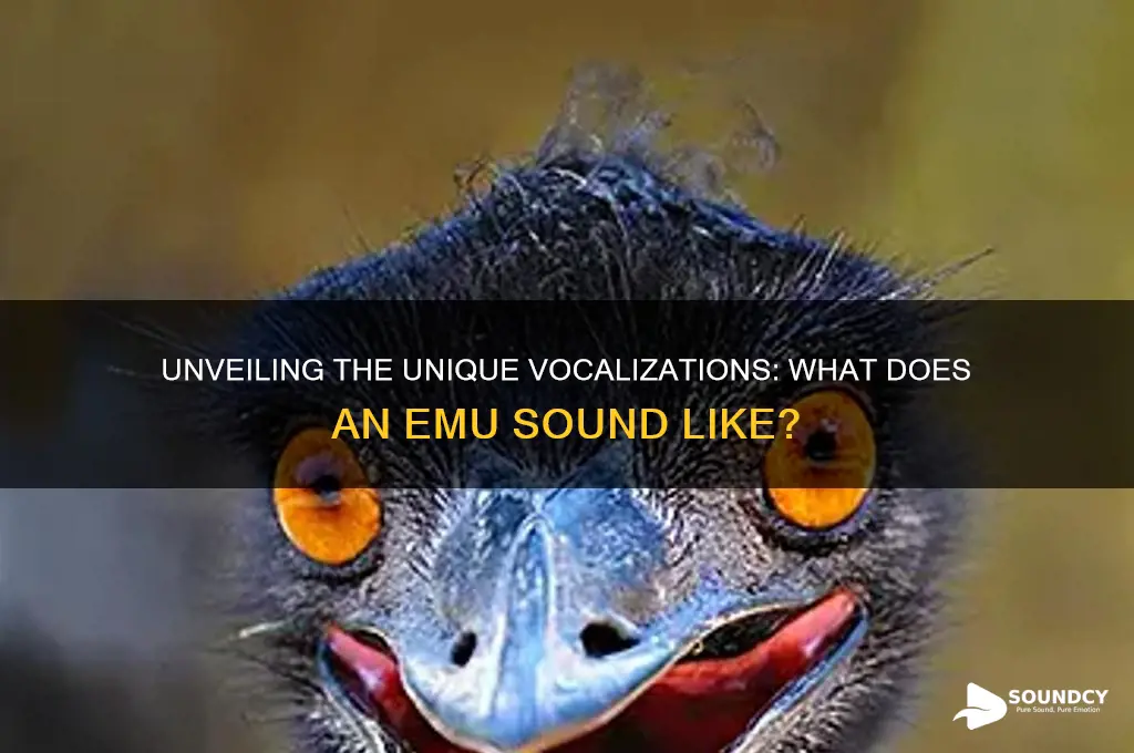 what an emu sound like
