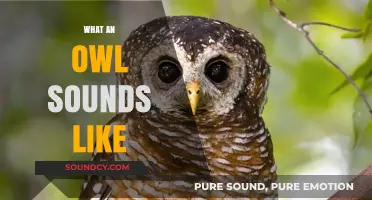 Unveiling the Mysterious Hoots: What Does an Owl Sound Like?