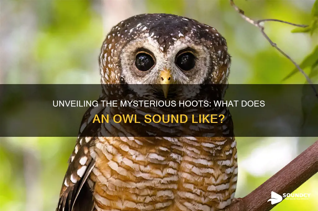 what an owl sounds like
