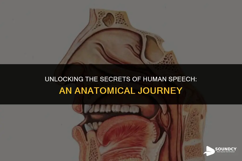 what anatomically allows the characteristic human sound of speech