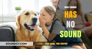 Silent Creatures: Exploring Animals That Communicate Without Making Sounds