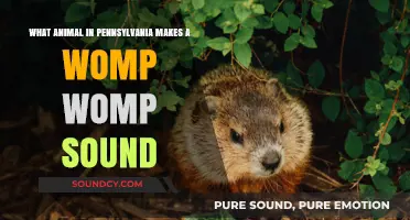 Pennsylvania's Mystery: Unveiling the Womp Womp Sound's Animal Origin