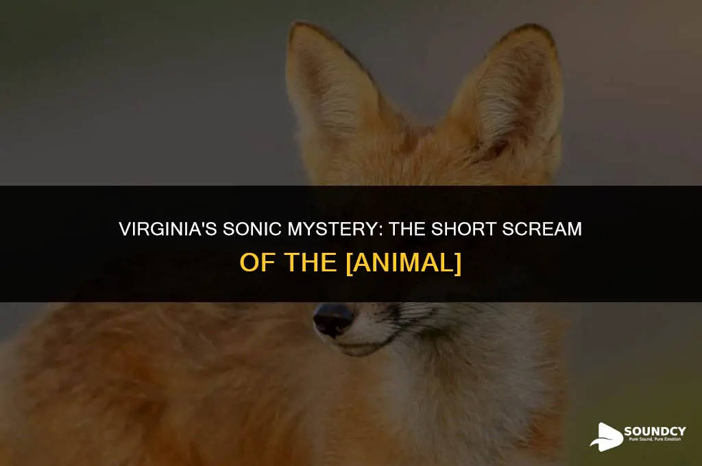 what animal in vorginia sounds like a short scream
