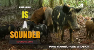 Unveiling the Sounder: Exploring the Wild Pig's Unique Group Name