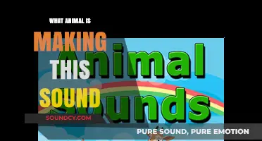 Identify Animal Noises: What's That Sound?