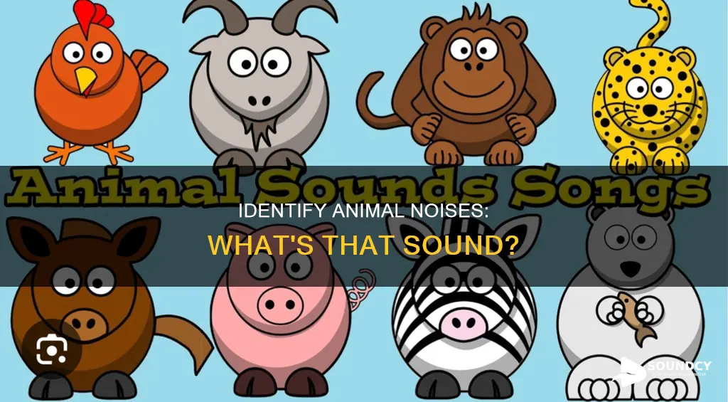 what animal is making this sound