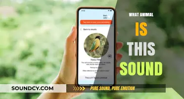 Unraveling Nature's Mysteries: Identifying Animal Sounds in the Wild