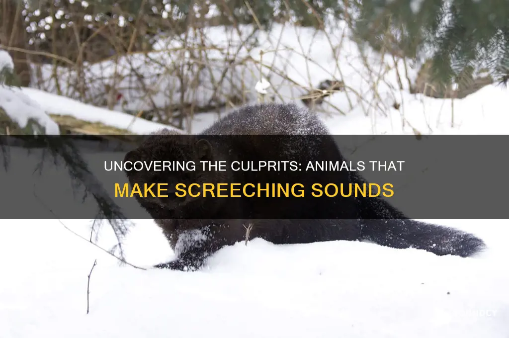 what animal make screeching sounds