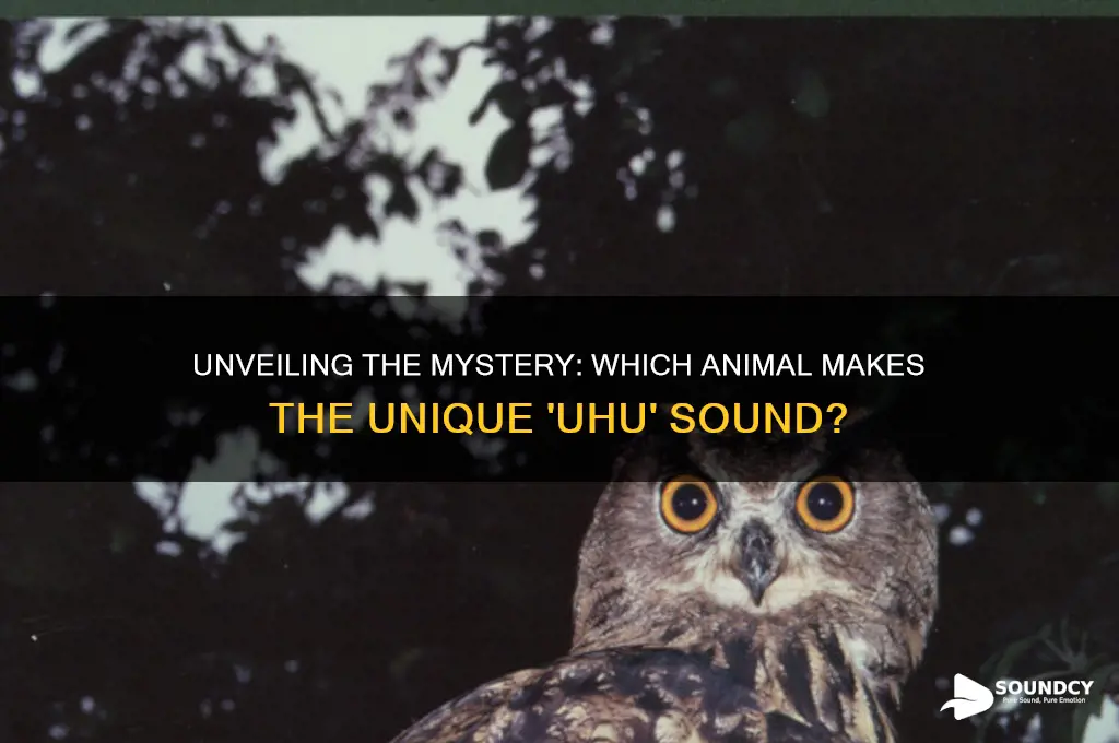 what animal make uhu sound