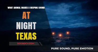 The Mysterious Beeping: Uncovering Texas's Nocturnal Sound-Makers