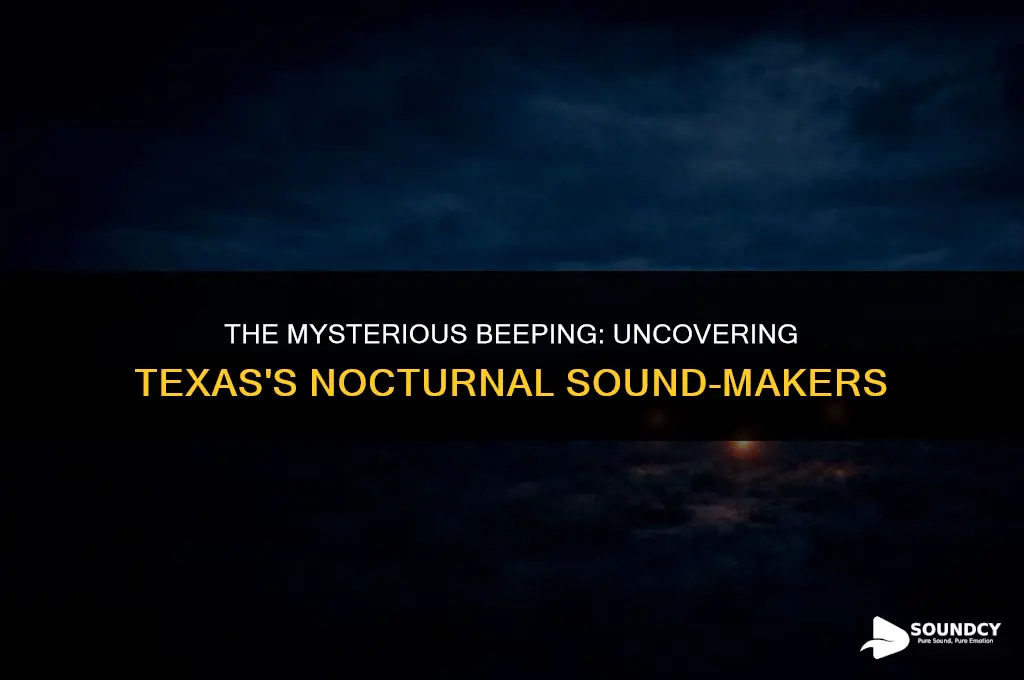 what animal makes a beeping sound at night texas