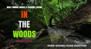 Nature's Mystery: Unveiling the Source of Clicking Sounds in the Woods
