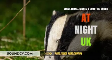 Nocturnal Grunts: Unveiling the UK's Midnight Animal Chorus
