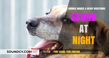 Nocturnal Neighbors: Unveiling the Mystery of Heavy Breathing Sounds at Night