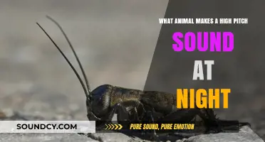 Nocturnal Notes: Unveiling the Mystery of High-Pitched Night Sounds