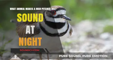 Unveiling the Mystery: Which Nighttime Creature Produces High-Pitched Sounds?